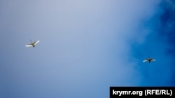 Оновлений перелік включає 687 видів тварин. Для порівняння, у третє видання Червоної книги України 2009 року було занесено 543 види тварин