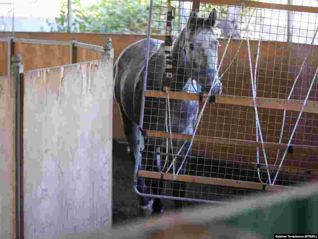 Мектепте күлүктөр үчүн атайын машыгуучу шаймандар бар. &quot;Басма жай&quot; деп аталган бул шайман атайын бөлүкчөлөрдөн туруп, тынбай айланып турат. Мында ар бир ат күн сайын жарым сааттан машыгат.
