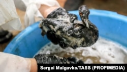 Крымдык ыктыярчы мазутка малынган канаттууну тазалап жатат, 24-декабрь, 2024-жыл