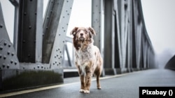 A kutyasétáltatók felmentést kaphatnak a kijárási korlátozás alól, a részletekről az önkormányzatok dönthetnek.