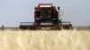 Урожай зерновых в России пострадал из-за рекордной за последнее 10-летие засухи
