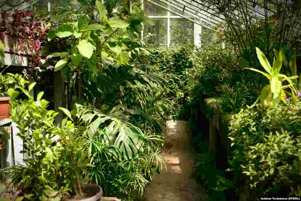 Оранжерея - Африка, Түштүк-чыгыш Азия жана Түштүк Америка болуп үчкө бөлүнөт. Ар бир бөлүктө жогорудагы аты аталган аймактардын климатында өскөн тропикалык жана субтропикалык өсүмдүктөр өстүрүлөт.&nbsp;