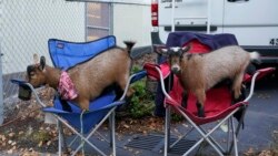 Numărarea voturilor se apropie de sfârșit. La fel și incertitudinile