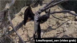 Пляж «Хрустальний». Мертві птахи. Севастополь, літо 2025 року