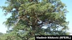 Hrast star šest vekova