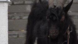 До посольства Чехії активісти привели цапа (відео)