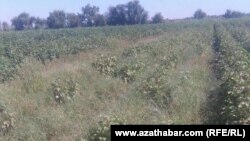 Хлопковое поле в Мары 