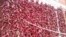 Red peppers in Lokosnica