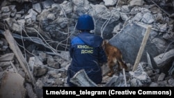 На місці працюють два кінологічних розрахунки