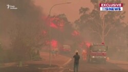 П'ять мільйонів гектарів згорілих лісів, 500 мільйонів загиблих тварин – в Австралії не вщухають лісові пожежі (відео)