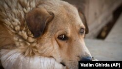 Ultima infecției de rabie la om în România a fost în 2008, când o femeie a murit într-o zonă rurală după ce a contactat virusul din mușcătura de vulpe. 