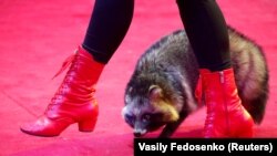 17 вересня в Одесі вперше в Україні заборонили циркових тварин – до усунення недоліків тримання (фото ілюстративне)