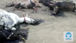 ‫تیراندازی به اسب‌های کول‌بران و کاسبکاران در مرز ایران و کردستان عراق‬