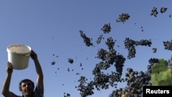 По утверждениям чиновников, 27 компаний и 32 винных завода готовы приобрести виноград