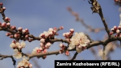 Ош. Иллюстрациялык сүрөт. 