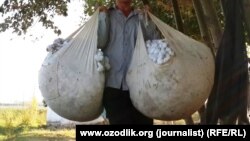 В Узбекистане на протяжении последних нескольких лет принуждают к сбору хлопка, металлолома, уборке улиц и прочей общественно-полезной деятельности, никак не связанной с их работой.