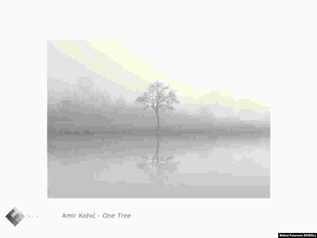 Fotografija "One Tree" Amira Kehića