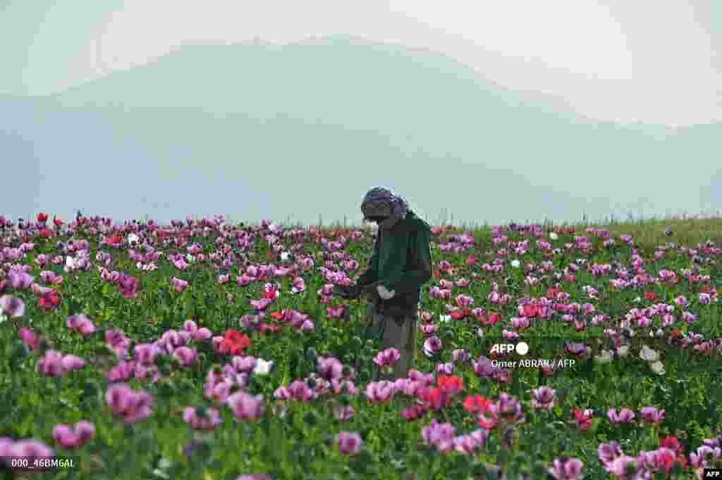 Ооганстандын Бадакшан провинциясындагы Файзабад аймагы. Апийим талаасында иштеп жаткан жергиликтүү тургун.