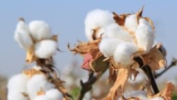 Pagta planynyň dolandygyny aýdan Berdimuhamedow ýygymy 25-nji dekabra çenli tamamlamagy tabşyrdy