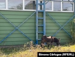 Construcția sălii de sport de la Movileni, județul Olt, a costat statul român 3,3 milioane de lei.