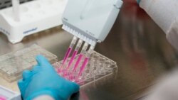 آزمایش یک واکسن جدید برای درمان احتمالی سرطان لوزالمعده