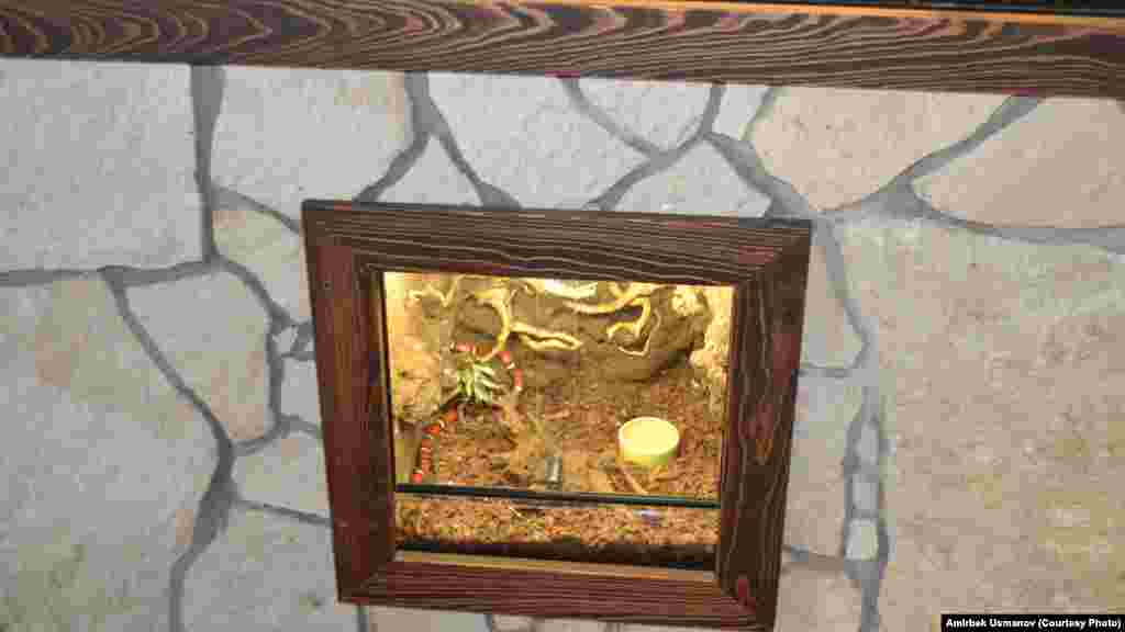 Жылан жашаган аквариум.