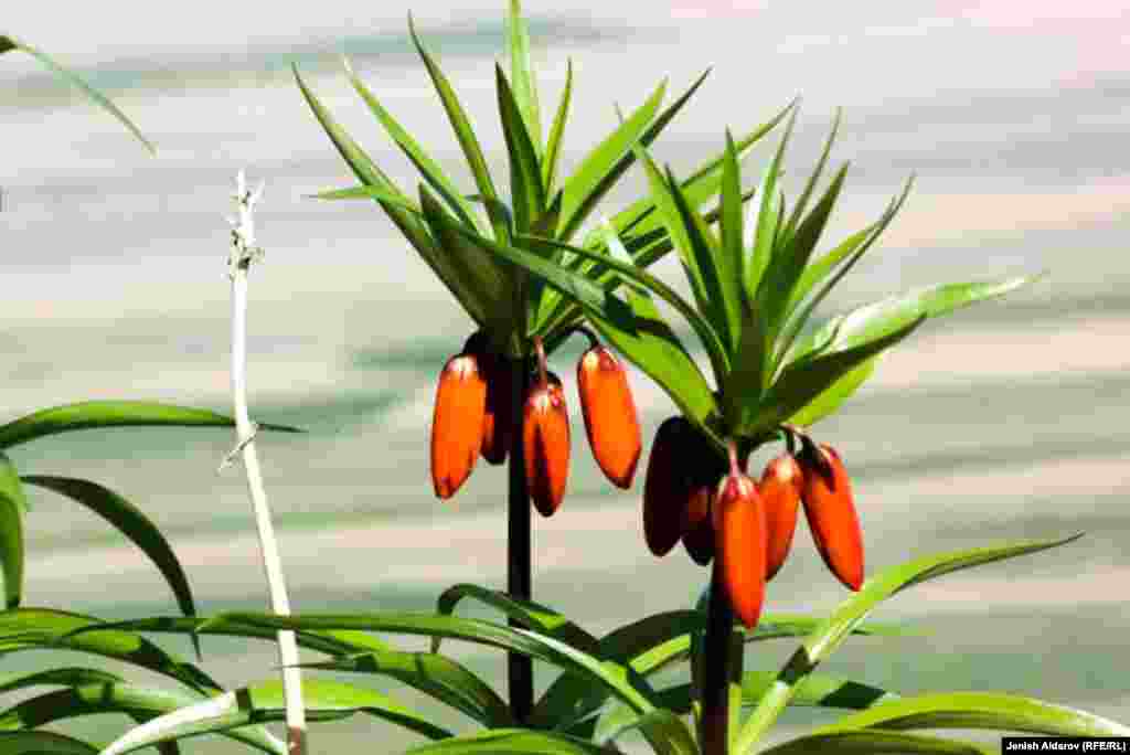 Ай чыкканда коңгуроо сымал гүлү өйдө көтөрүлүп айды карап жайылат, ай батканда жерге ийилип гүлүн жабат. Ошол себептен &quot;Айгүл&quot; деп аталып калган. &nbsp;