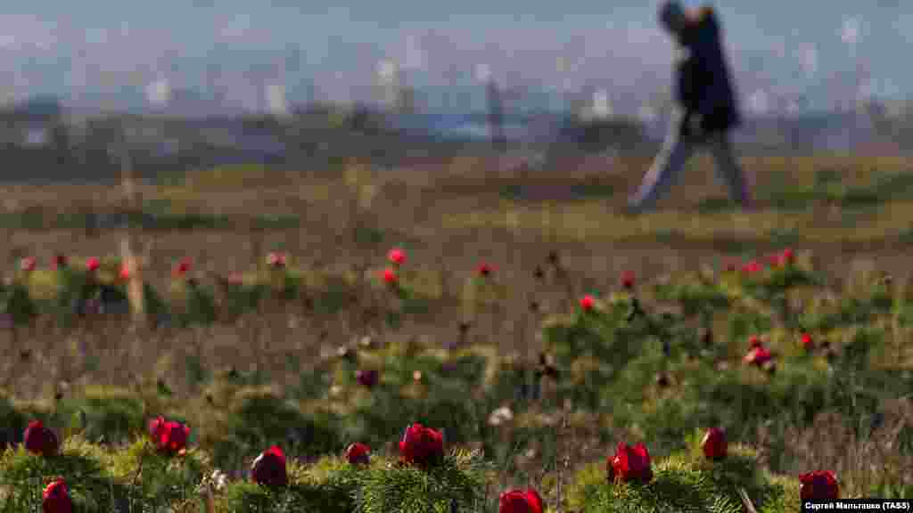 Дикие пионы можно встретить в окрестностях Белогорска, в Байдарской долине, на Ай-Петри и около&nbsp;Змеиной пещеры&nbsp;возле села Левадки (Симферопольский район)