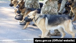 Зараз собаки та кінологи готуються на базі Кінологічного навчального центру ДПСУ у Великих Мостах на Львівщині