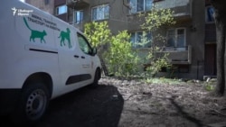 Колко бездомни котки има във вашия квартал