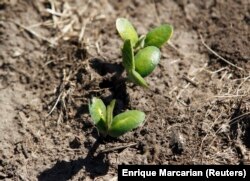Friss szójabab-palánta egy mezőn, a Buenos Aires tartomány-beli Estacion Islasban, 2012. november 27-én. Képünk illusztráció