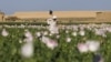 Afghan Opium Growing 'On The Rise'
