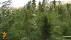 Жок кылган сайын арбыган кара куурай