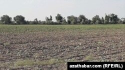 Туркменистан (иллюстративное фото)