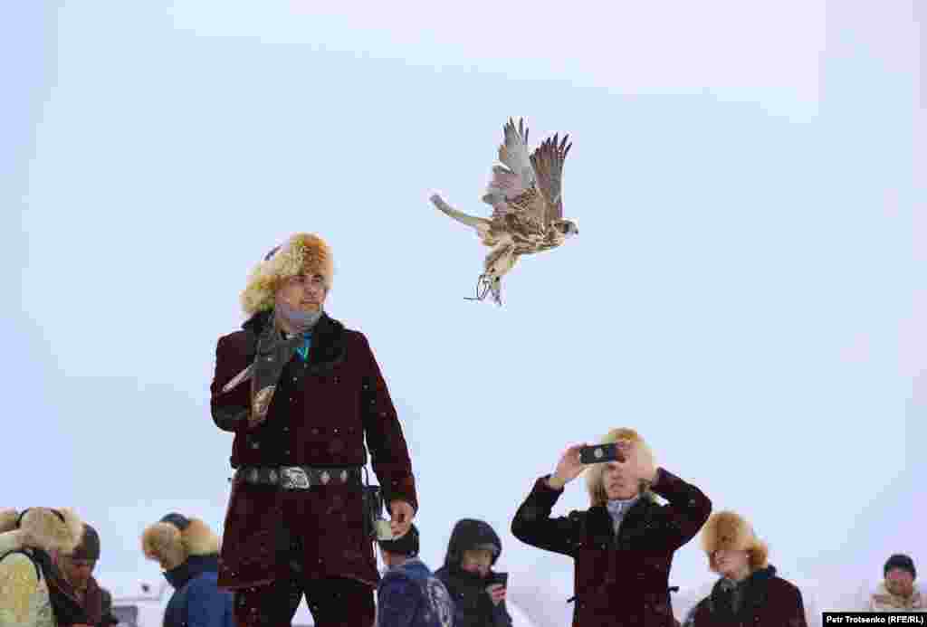 Одно из заданий для сокола-балобана: поймать на лету голубя. Охотник запускает птицу за добычей.