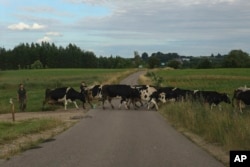 Сувальський коридор простягається приблизно на 100 кілометрів уздовж литовсько-польського кордону і затиснутий між Білоруссю та російським ексклавом Калінінградом