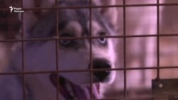 Татьяна бросила работу оперной певицы, чтобы дрессировать собак